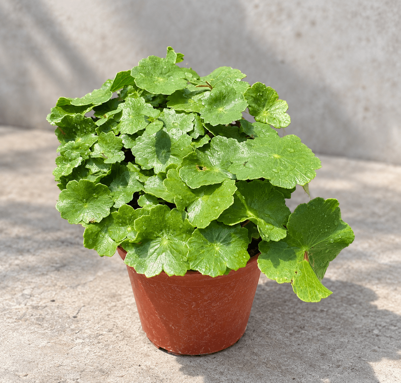 圓幣草|3吋盆栽