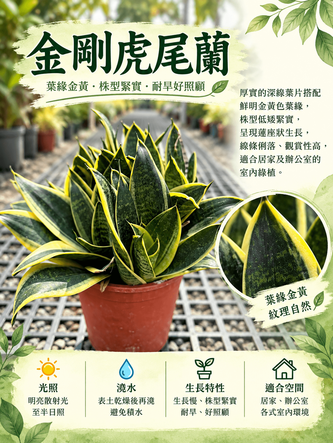 金剛虎尾蘭