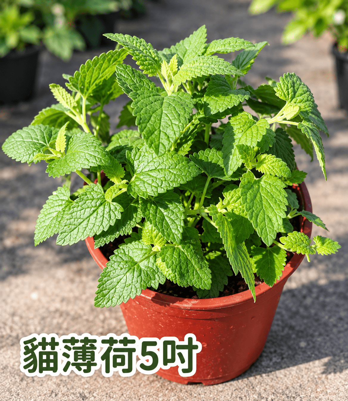 貓薄荷