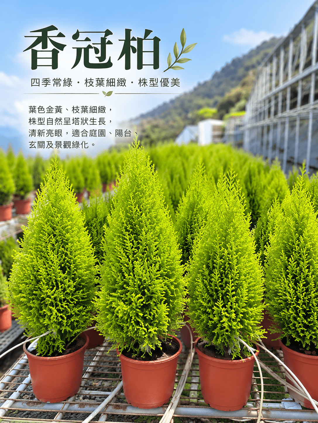 香冠柏