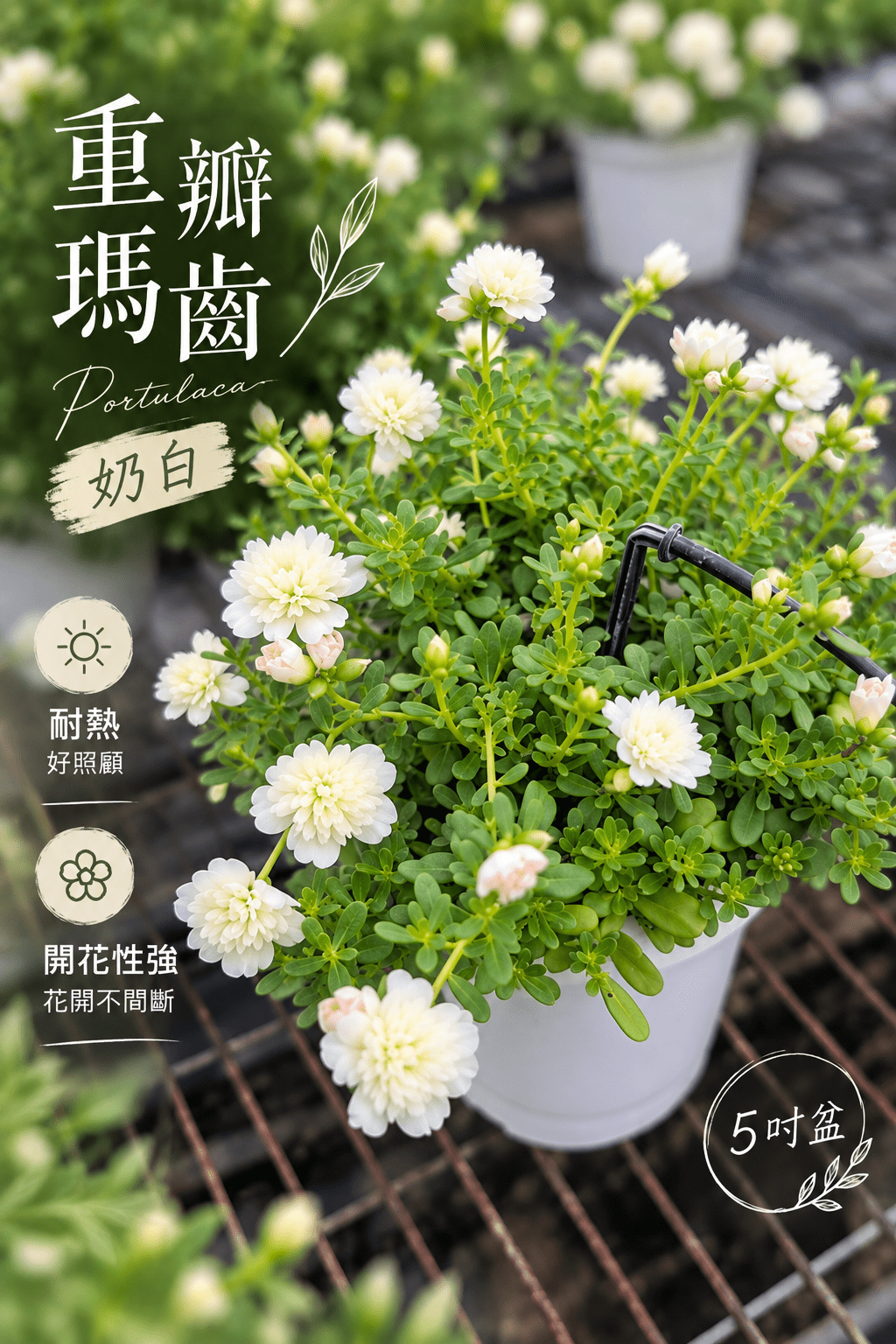 重瓣瑪齒莧・奶白|5吋盆