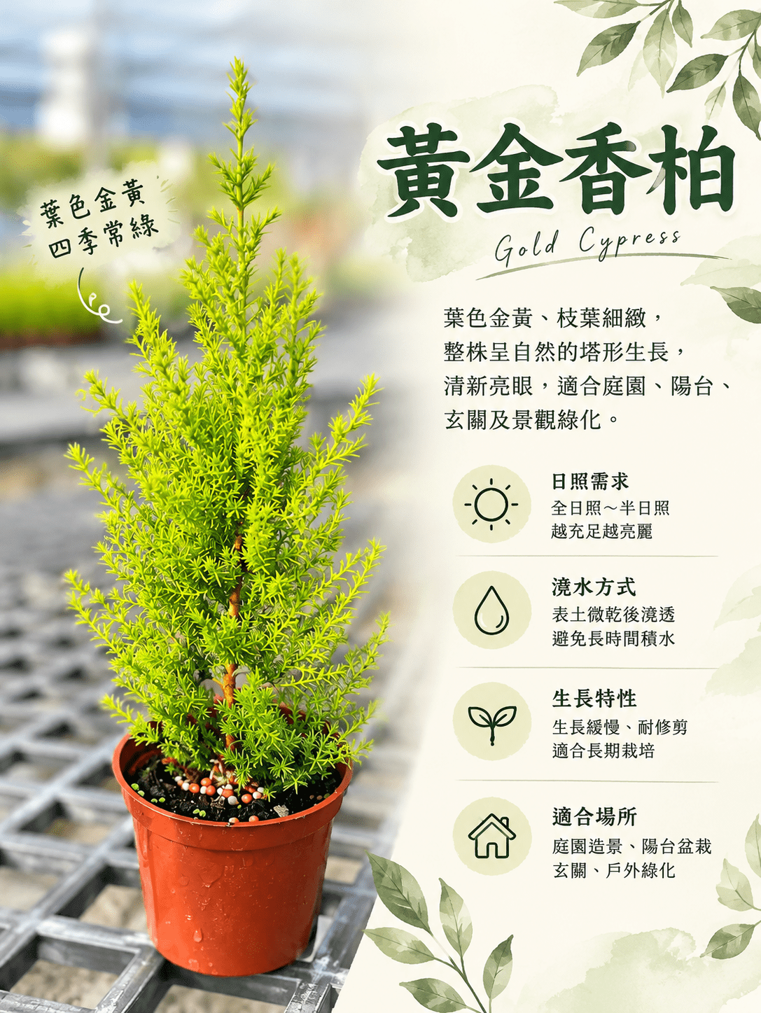 香冠柏