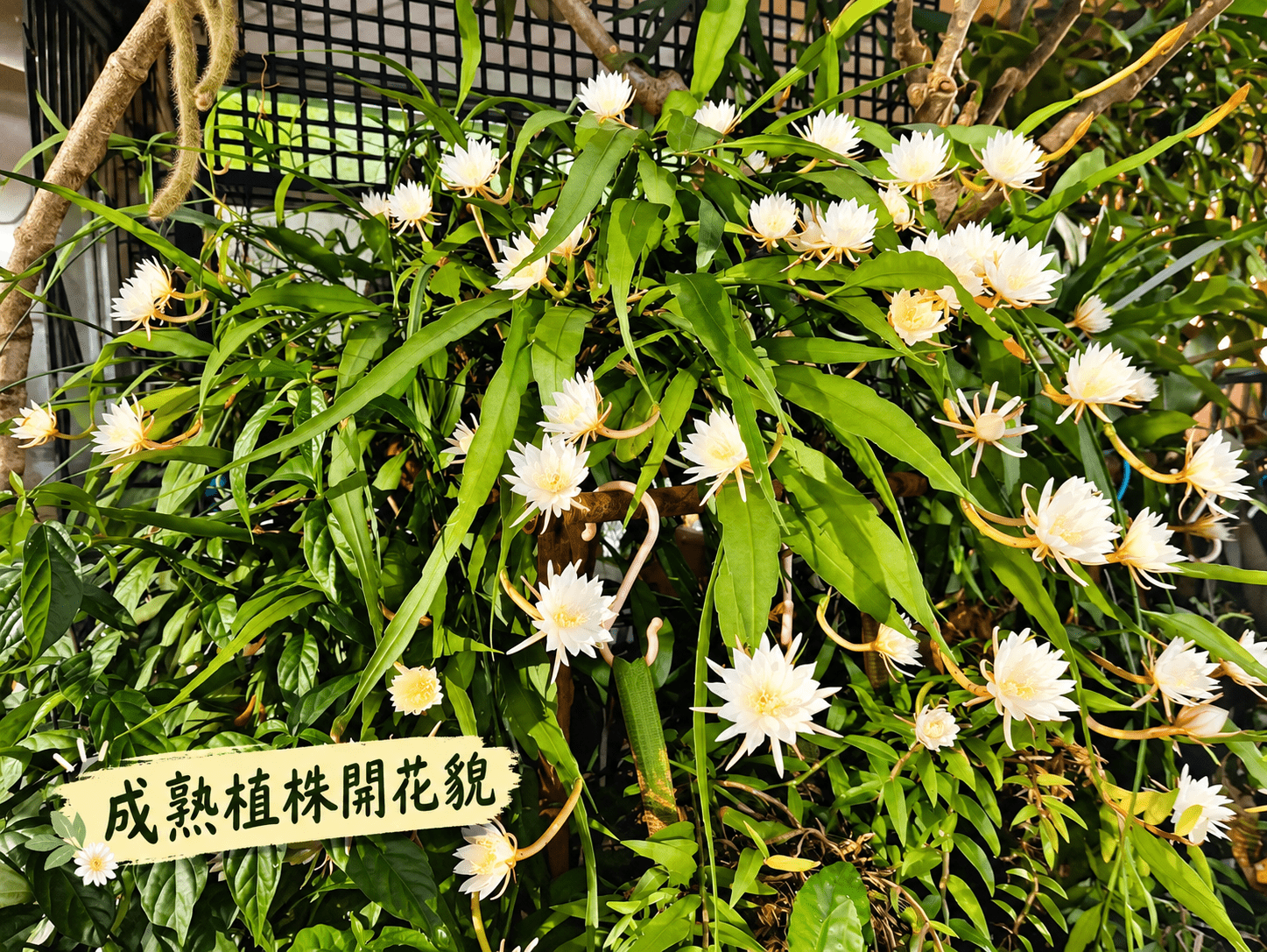 姬曇花