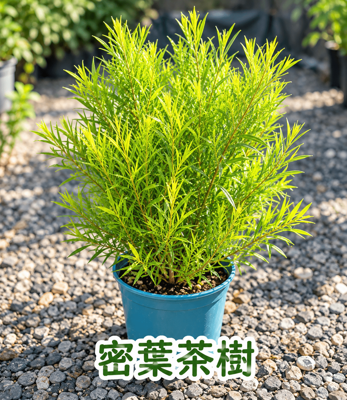 密葉茶樹