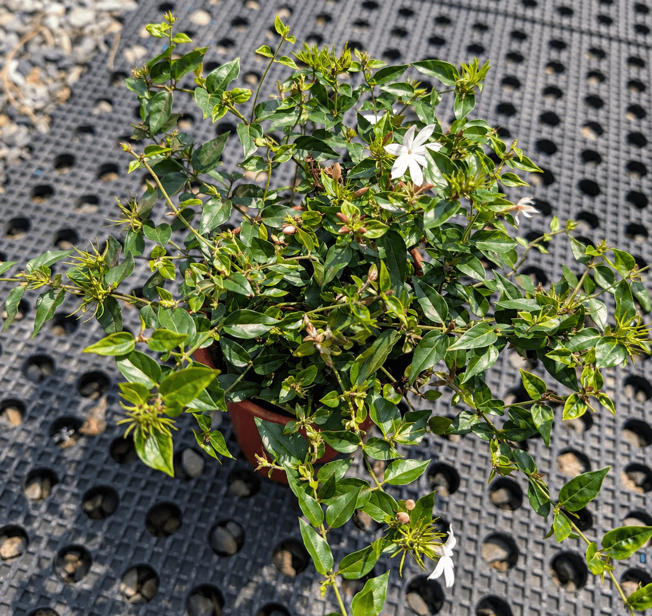 毛茉莉|香花植物