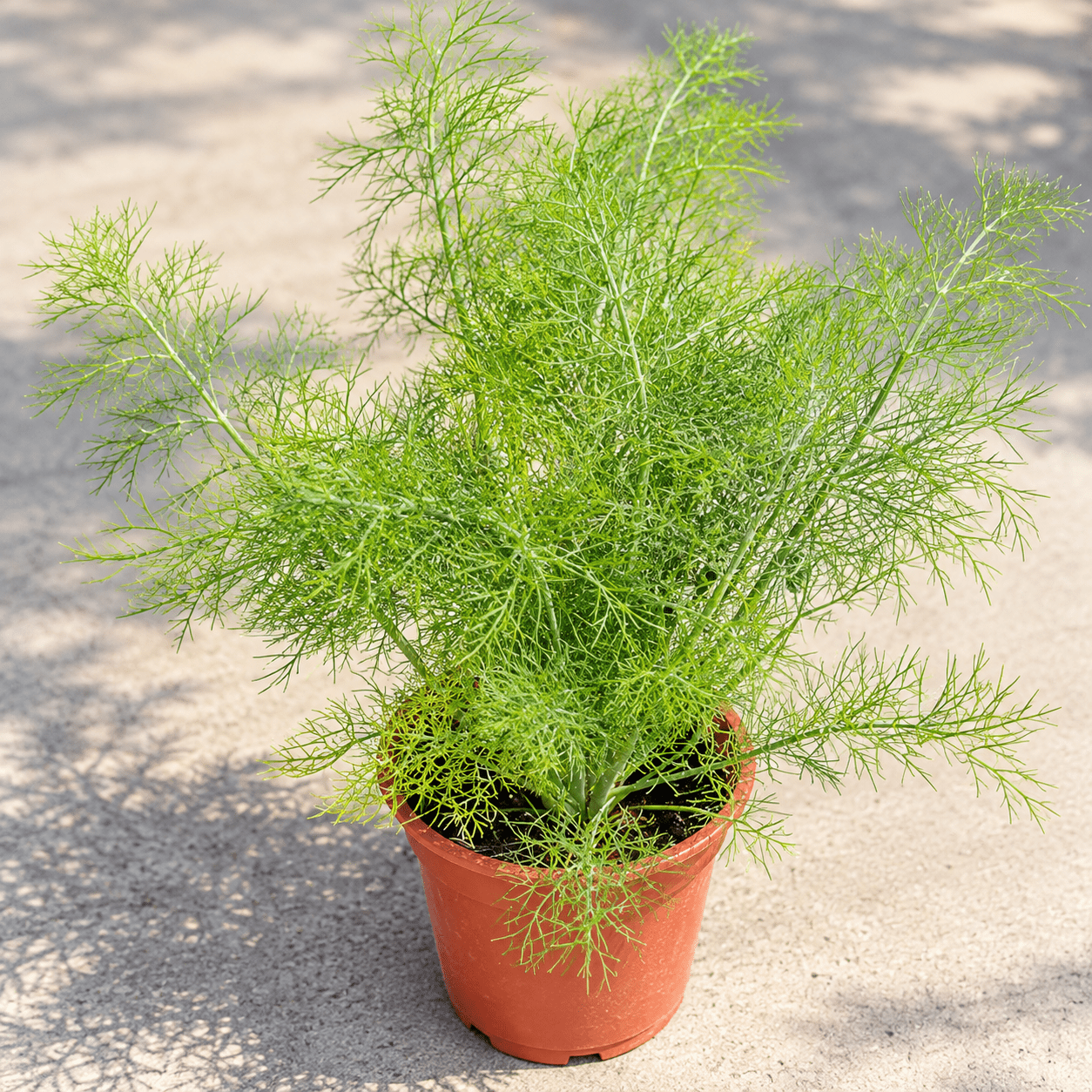 甜茴香|5吋盆栽
