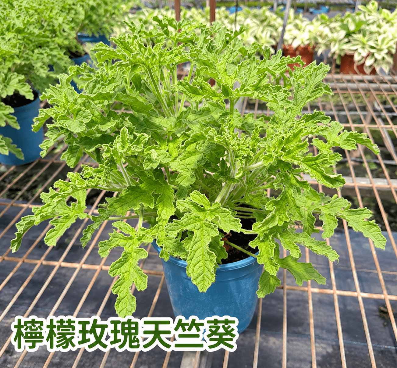 檸檬玫瑰天竺葵