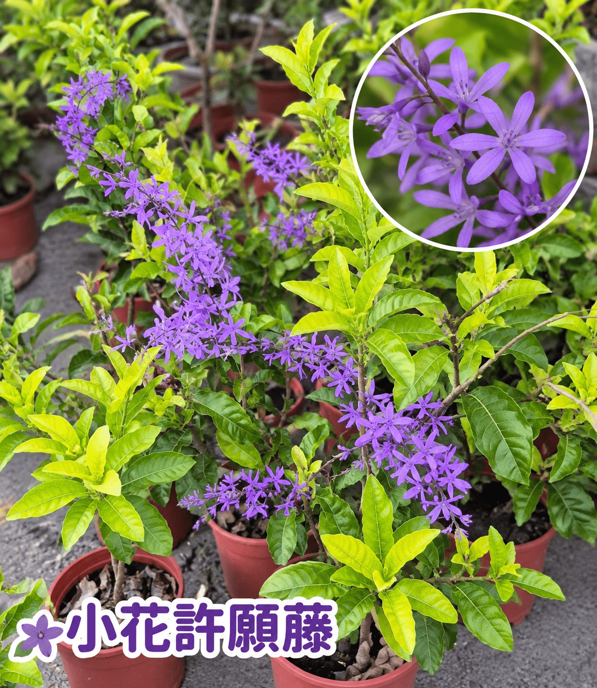 小花許願藤|6吋盆栽