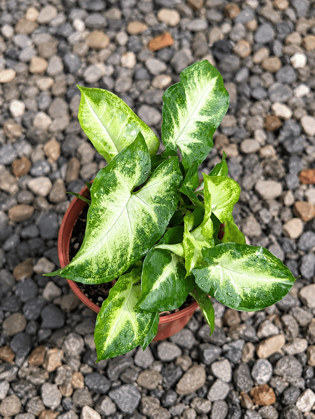 綠精靈合果芋|盆栽