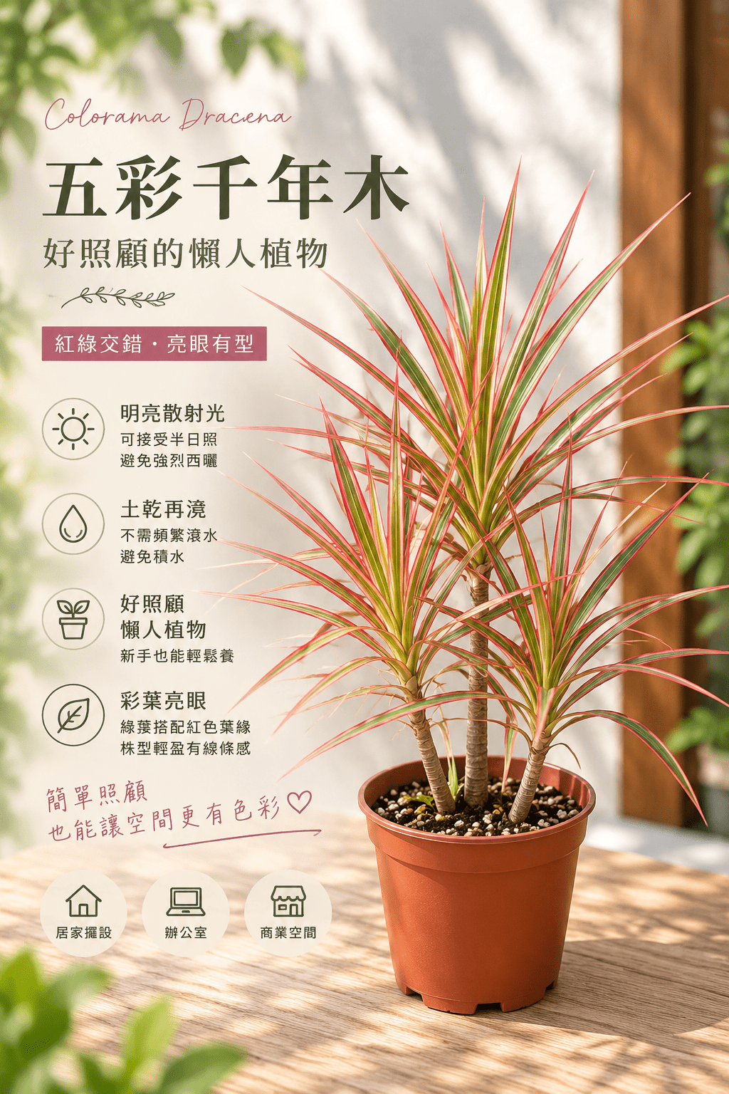 五彩千年木 (好照顧的懶人植物 )