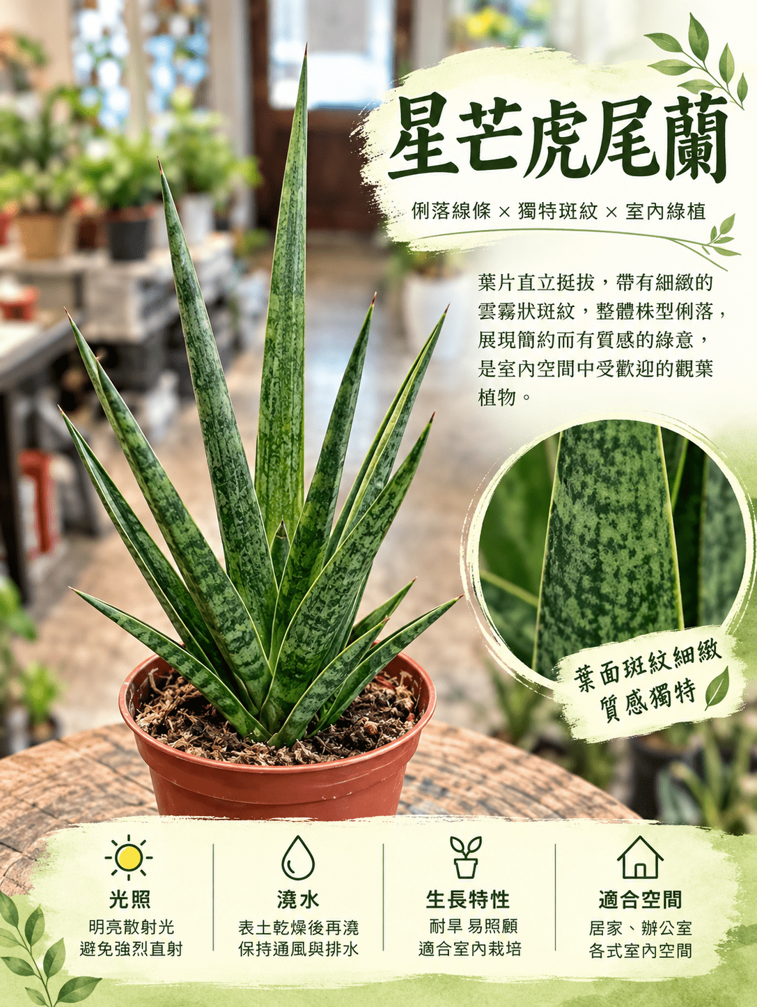 星芒虎尾蘭|小品觀葉植物