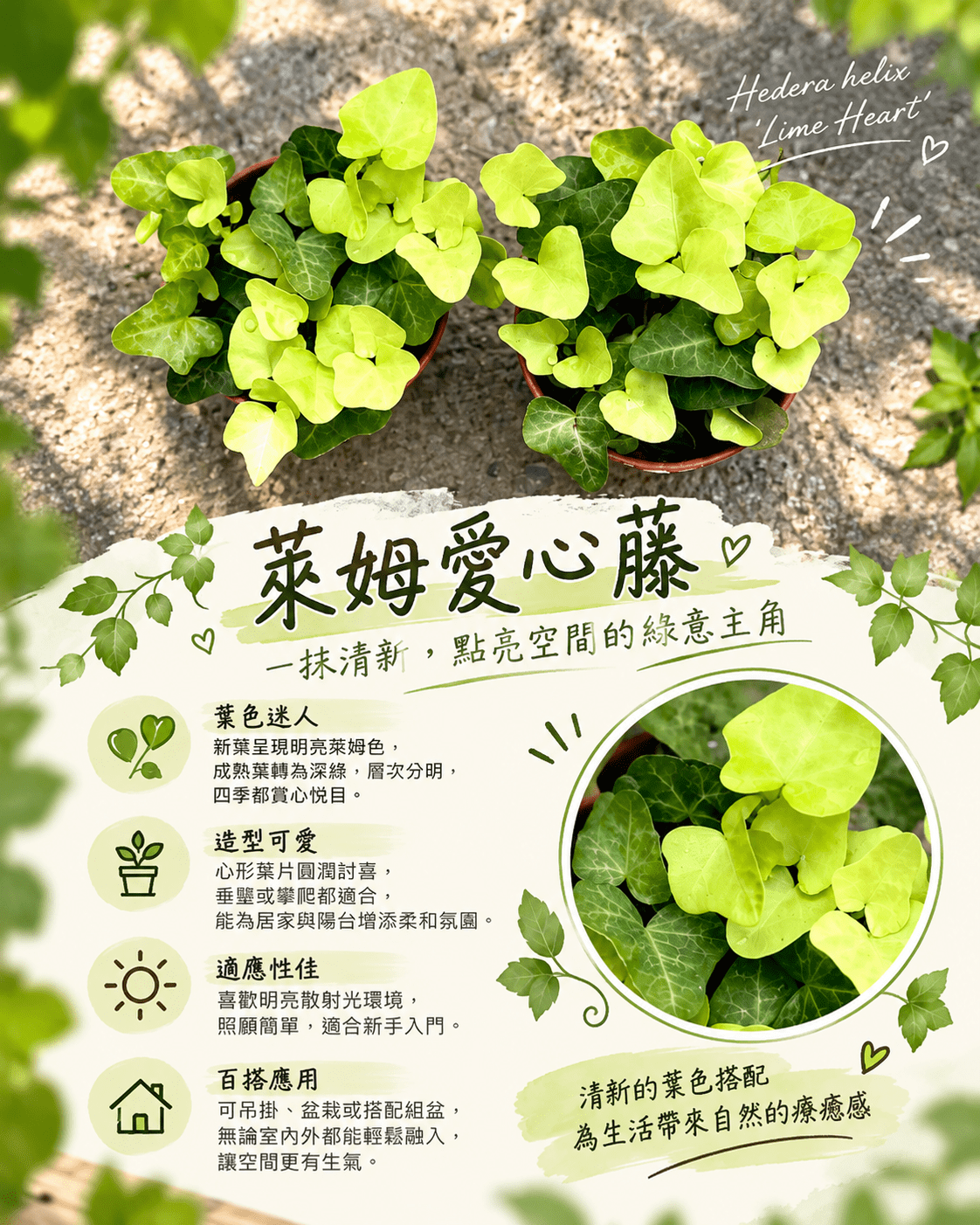 萊姆愛心藤|盆栽