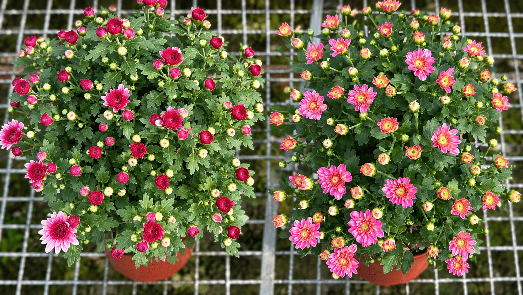 花園菊