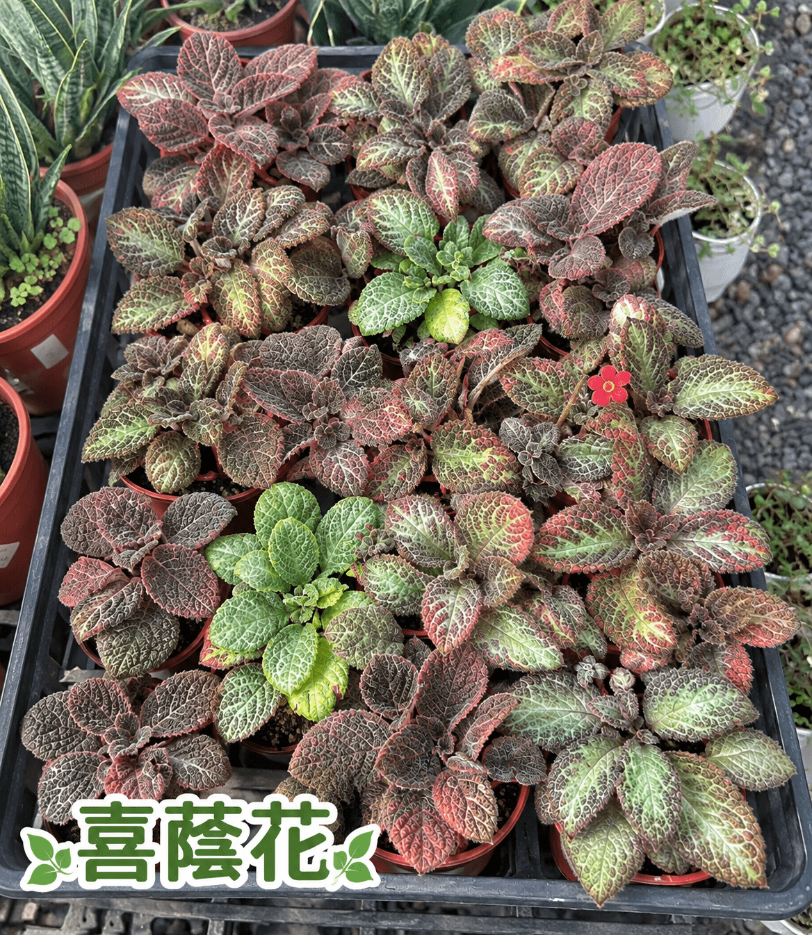 喜蔭花|觀葉小品