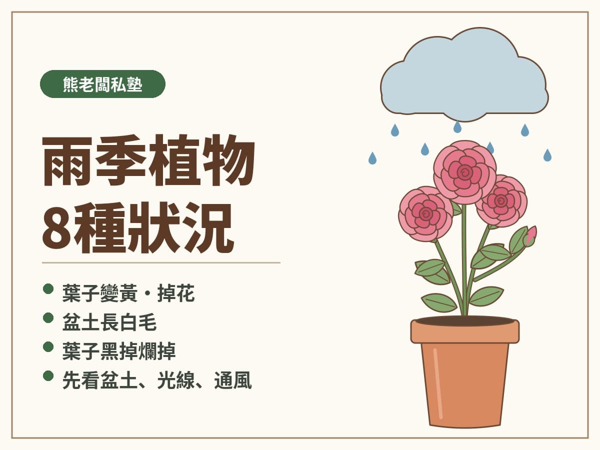 雨季植物照顧：黃葉、掉花、盆土長白毛8種常見狀況
