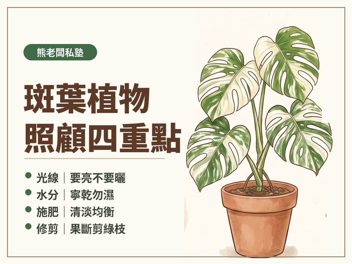 斑葉植物照顧四重點：光線、水分、施肥、修剪